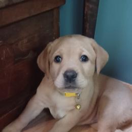 Labrador Retriever Puppies from Rocky Point Labradors