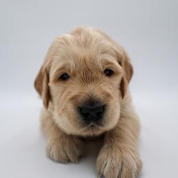Golden Retriever Puppies from Wild Hearts Goldens