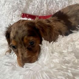 Dachshund and Miniature Schnauzer Puppies from The Bossy Doxie Farm