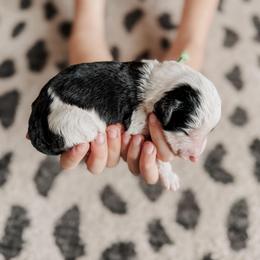 Foster. - Black and white male Sheepadoodle puppy in Wabash, Indiana from DOODCompany