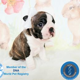 Boston Terrier Puppies from Our Gang Bostons
