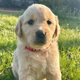 April - Light golden female Golden Retriever puppy in Doniphan, Missouri from Stockford’s Golden Retrievers