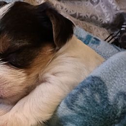 Yorkshire Terriers from j&j yorkies