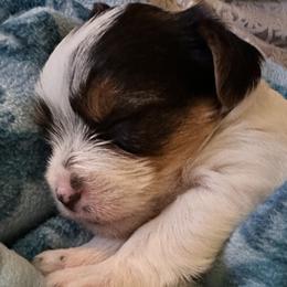 Yorkshire Terriers from j&j yorkies