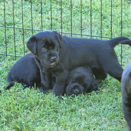 Labrador Retriever Puppies from Timberview Retrievers