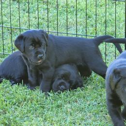 Labrador Retriever Puppies from Timberview Retrievers