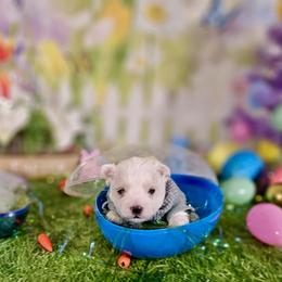 Ink Heart (Black) - White and buff male Bichon Frise puppy in Lavon, Texas from Sissy’s Heavenly Paws