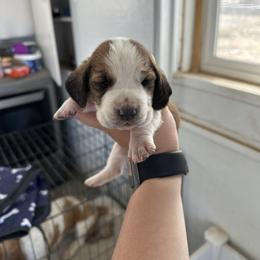 Girl 2 - Brown black and white female Basset Hound puppy in Las Animas, Colorado from J&D Dachsies