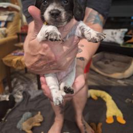 Female 4 Constellation Yellow - Piebald female Dachshund puppy in Gordon, Georgia from Long Dogs Yellow Farm