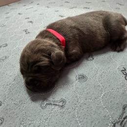 Zuse - Gray brindle male Cane Corso puppy in Pollock Pines, California from Capitol City Cane Corso