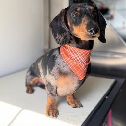 Charlie - Dachshund