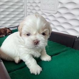 Cooper - Liver and white male Shih Tzu puppy in Kettering, Ohio from The Ruff Life Tribe