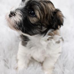 Olaf - Red sable male Havanese puppy in Hendersonville, North Carolina from Grayfinn House