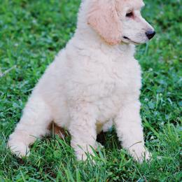 Australian Labradoodle and Poodle Puppies from Hunter Farm