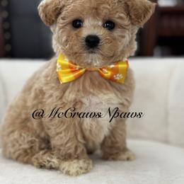 Lala - Apricot female Maltipoo puppy in Hesperia, California from McCraws N Paws