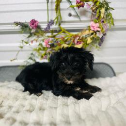 Cursoe - Black and tan male Companion Cross puppy in Elgin, South Carolina from Silver Bells Paw Prints