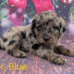 Mr. Blue - Merle male Labradoodle puppy in Lebanon, Pennsylvania from Robertson's Retrievers and Doodles