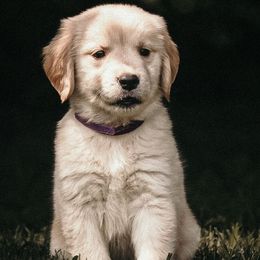 Dark Purple Girl - Golden Retriever puppy from Carolina Goldens