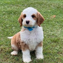 Beau - Blue collar boy - Red  male Goldendoodle puppy in Ruthorfordton, North Carolina from Duncan Doodles Goldendoodles