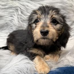 Lavern - Black and tan female Dachshund puppy in Cabool, Missouri from Dachshund's of Country Magic Farms in Missouri