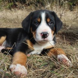Beauceron, Greater Swiss Mountain Dog, and Nederlandse Kooikerhondje Puppies from Blackamber Swissies Beaucerons Ambermoon Kooikerhondje