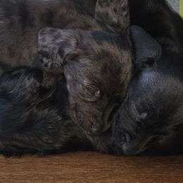 Dachshunds from RR Kennels