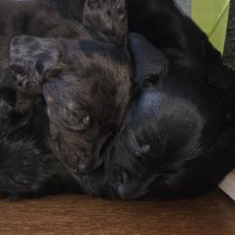 Dachshunds from RR Kennels