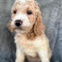 Max - Cream male Labradoodle puppy in English, Indiana from Doodle Darlings