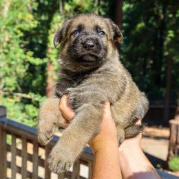 Caraxes - Sable male German Shepherd puppy in Santa Cruz, California from Von Guadachi German Shepherds & Audacity Border Collies