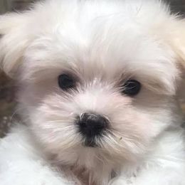 Cavapoochons, Maltese, Maltipoos, Morkies, Yorkipoos, and Yorkshire Terriers from MC Kennels