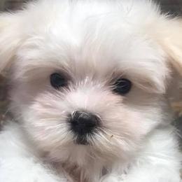 Cavapoochons, Maltese, Maltipoos, Morkies, Yorkipoos, and Yorkshire Terriers from MC Kennels