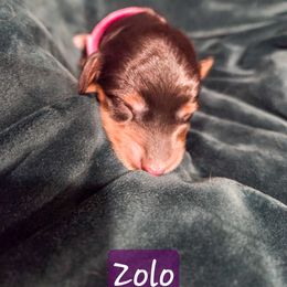 Girl 2 - female Dachshund puppy in Lubbock, Texas from Wagging Tails