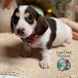 Picasso - Piebald male Dachshund puppy in Fayetteville, West Virginia from Loop Creek Dachshunds