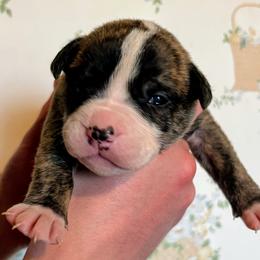 Girl 3 - female Alapaha Blue Blood Bulldog puppy in Grafton, Ohio from Eclipse Alapaha Kennels