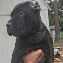 Blue Collar - Black male Cane Corso puppy in North Chesterfield, Virginia from TrinityForce Cane Corso