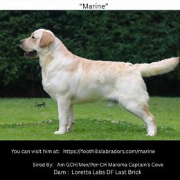 Marine - Labrador Retriever