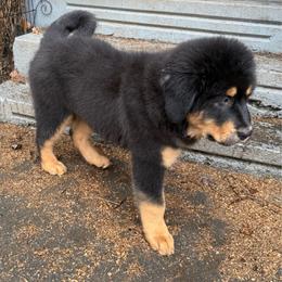 Light purple collar girl - Black and tan female Tibetan Mastiff puppy in Berlin, New Hampshire from Great North Woods Tibetan Mastiffs