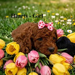 Girl 1 - Red  female Poodle puppy in Mc Henry, Illinois from Sunset Maple Poodles