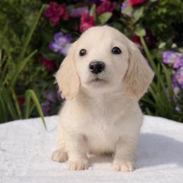 Sabor (No breeders or breeding homes allowed) prices are listed under the puppy description - Cream male Dachshund puppy in Fayetteville, North Carolina from RRD