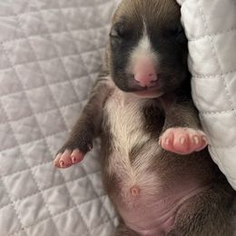 Skye - White and red smut female Bull Terrier puppy in Stanton, California from Pure hearts