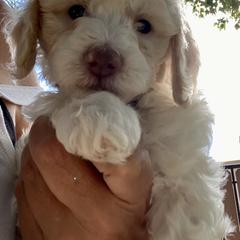 Australian Cobberdog Puppies from Mud Pies Australian Cobberdogs