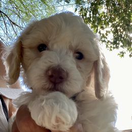 Australian Cobberdog Puppies from Mud Pies Australian Cobberdogs