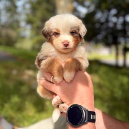 Creamsicle Dream - Red merle female Miniature Australian Shepherd puppy in Oak Harbor, Washington from Happy-Go-Lucky Homestead