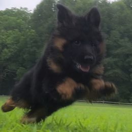 Purple Collar - Female - Black and red female German Shepherd puppy in Charlotte, North Carolina from Zuflucht K9s
