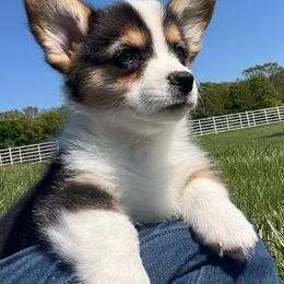Will - Black and tan male Pembroke Welsh Corgi puppy in Rolla, Missouri from Chapman Corgis