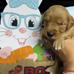 Maui - Dark golden male Golden Retriever puppy in Wind Gap, Pennsylvania from Supreme Goldens