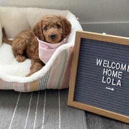 Goldendoodle Puppies from The Doodle grove