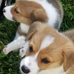 Pembroke Welsh Corgis from Joyce's Pembroke Welsh Corgis