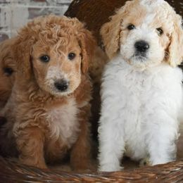 Goldendoodle Puppies from Pasatiempo Ranch