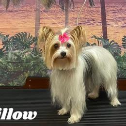 Willow - Yorkshire Terrier